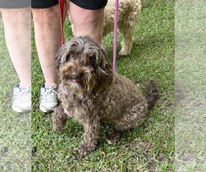 Aussiedoodle Miniature  Dogs for adoption in Garner, NC, USA