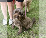 Small Aussiedoodle Miniature 