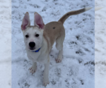 Small #8 Huskies -Labrador Retriever Mix