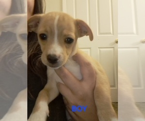 Medium Chiweenie-Shih Tzu Mix