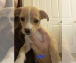 Puppy Rocco Chiweenie-Shih Tzu Mix