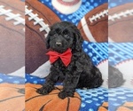 Small Photo #5 Cocker Spaniel-Poodle (Miniature) Mix Puppy For Sale in PEACH BOTTOM, PA, USA