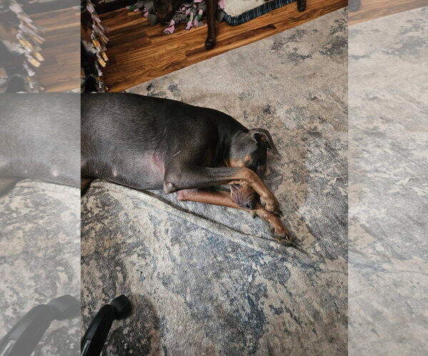 Medium Photo #2 Doberman Pinscher Puppy For Sale in Buffalo, MN, USA