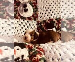 Small Photo #8 Dorgi Puppy For Sale in HURST, IL, USA