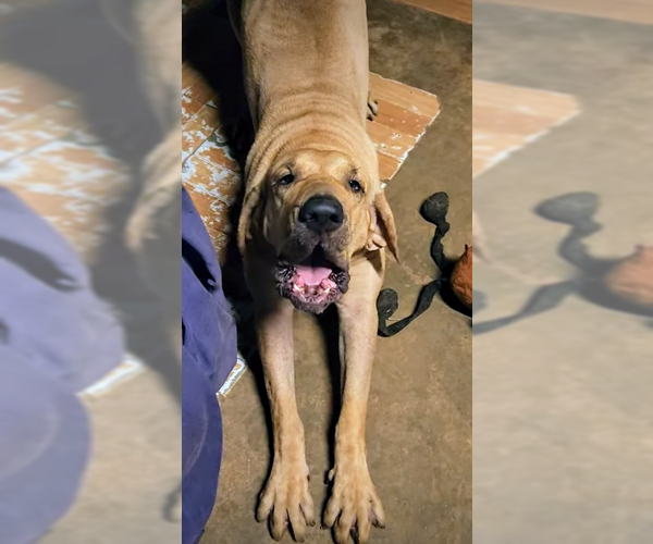 Medium Photo #6 Fila Brasileiro Puppy For Sale in Jasper, AL, USA