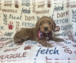 Small #10 Cavapoo