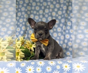 French Bulldog Puppy for sale in QUARRYVILLE, PA, USA