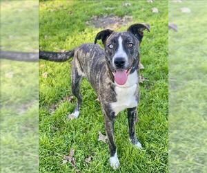 American Pit Bull Terrier-Siberian Husky Mix Dogs for adoption in Conroe, TX, USA