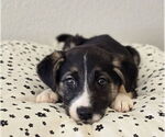 Small #2 Australian Shepherd-German Shepherd Dog Mix