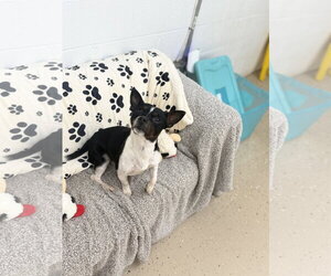 Jack Chi Dogs for adoption in York, SC, USA
