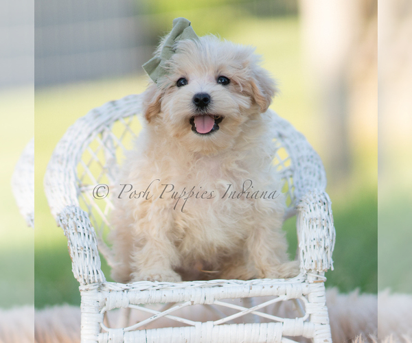 Medium Photo #3 Maltipoo (Miniature) Puppy For Sale in WARSAW, IN, USA