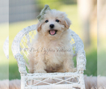 Small Photo #3 Maltipoo (Miniature) Puppy For Sale in WARSAW, IN, USA