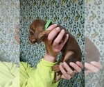 Small #1 Bloodhound