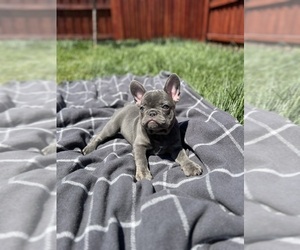 French Bulldog Puppy for sale in SACRAMENTO, CA, USA