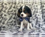 Small #3 Cavalier King Charles Spaniel