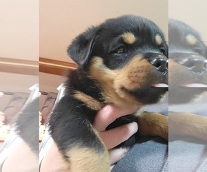 Rottweiler Puppy for sale in GENEVA, NY, USA