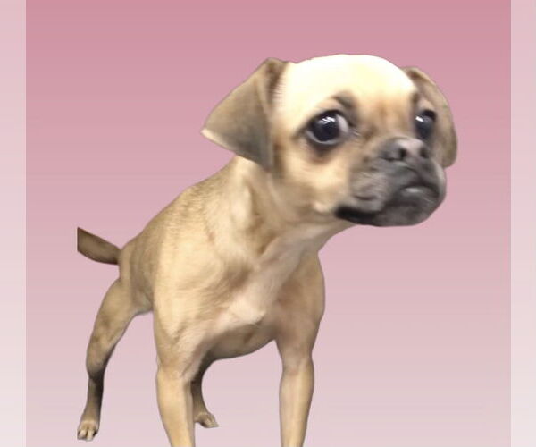 Medium Photo #4 Chug Puppy For Sale in Lincolnwood, IL, USA