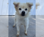 Small #7 Pomeranian Mix