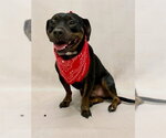 Small #1 Dachshund Mix