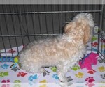 Small #9 Havanese
