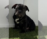Small Photo #6 French Bulldog Puppy For Sale in APPLE VALLEY, CA, USA