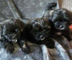 Shih Tzu-ShihPoo Mix Puppy for sale in MERRITT ISLAND, FL, USA