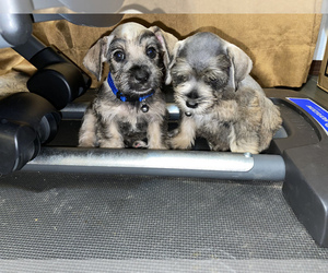 Schnauzer (Miniature) Puppy for sale in EL PASO, TX, USA