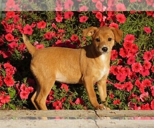 Miniature Pinscher Puppy for sale in FREDERICKSBG, OH, USA