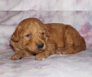 Miniature Labradoodle Puppy for sale in LA HABRA, CA, USA