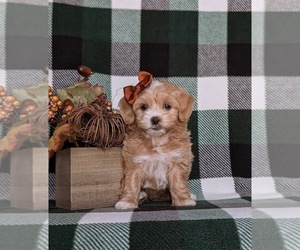 Maltipoo Puppy for sale in NEW PROVIDENCE, PA, USA