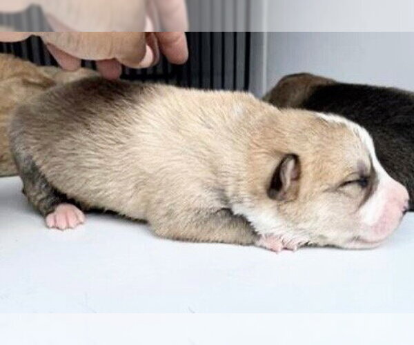 Medium Photo #2 Labrador Retriever Puppy For Sale in Houston, TX, USA