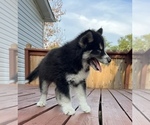 Small Photo #10 Siberian Husky Puppy For Sale in KANSAS CITY, MO, USA