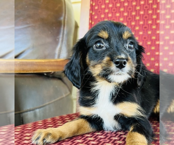 Medium Photo #13 Cavalier King Charles Spaniel Puppy For Sale in FRESNO, OH, USA