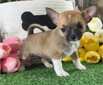 Small #3 Chihuahua