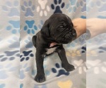 Small Photo #6 Cane Corso Puppy For Sale in LAVEEN, AZ, USA
