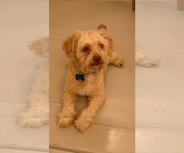 Medium Photo #9 Poodle (Miniature)-Unknown Mix Puppy For Sale in Corona, CA, USA