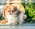 Small #1 Pomeranian
