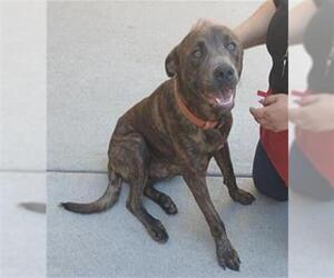 American Pit Bull Terrier-Labrador Retriever Mix Dogs for adoption in Tulsa, OK, USA