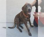 Small American Pit Bull Terrier-Labrador Retriever Mix