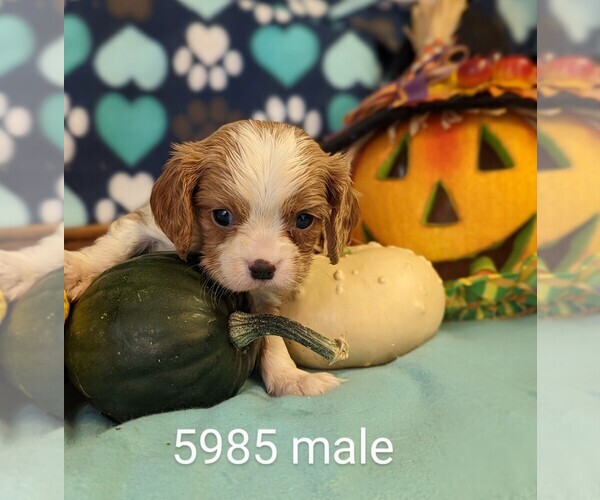 Full screen Photo #3 Cavalier King Charles Spaniel Puppy For Sale in CLARE, IL, USA