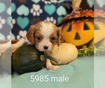 Small Photo #3 Cavalier King Charles Spaniel Puppy For Sale in CLARE, IL, USA