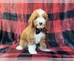 Twix - Male Poodle (Miniature) Puppy for Sale - Photo #8