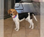 Small Beagle