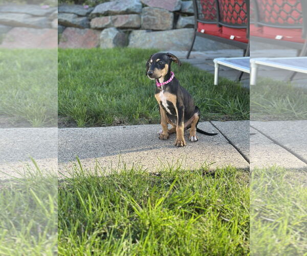 Medium Photo #5 Doberman Pinscher-Unknown Mix Puppy For Sale in Minneaoplis, MN, USA