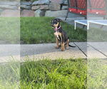 Small #4 Doberman Pinscher Mix
