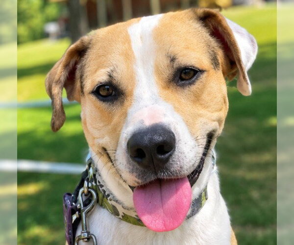 Medium Photo #1 Mutt Puppy For Sale in Canton, CT, USA