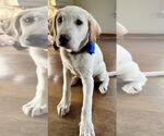 Small #3 Labrador Retriever Mix