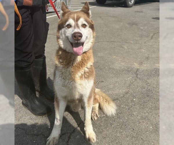 Medium Photo #2 Siberian Husky Puppy For Sale in San Bernardino, CA, USA