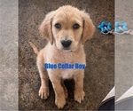 Puppy Blue collar Goldendoodle