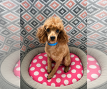 Small #1 Poodle (Miniature)